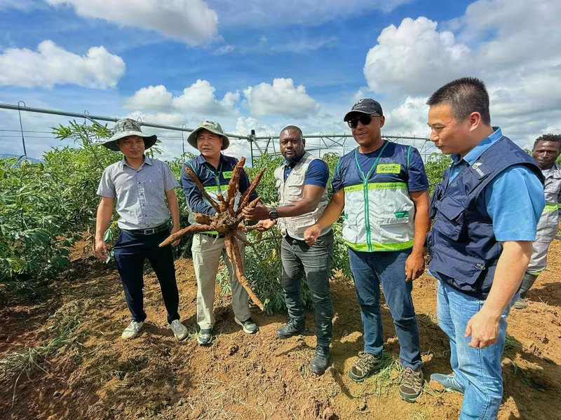 Le 12 décembre 2025, une délégation du ministère vietnamien de l'Agriculture et de l'Environnement effectue une visite de terrain dans une plantation de manioc en Angola. Photo : kinhtemoitruong.