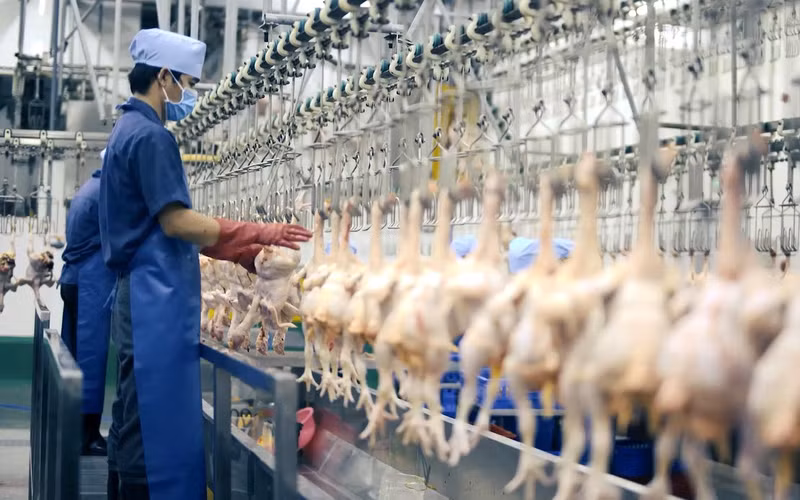 Au-delà des activités de production, les technologies sont également déployées dans la transformation à forte valeur ajoutée. Photo : tapchichannuoi.