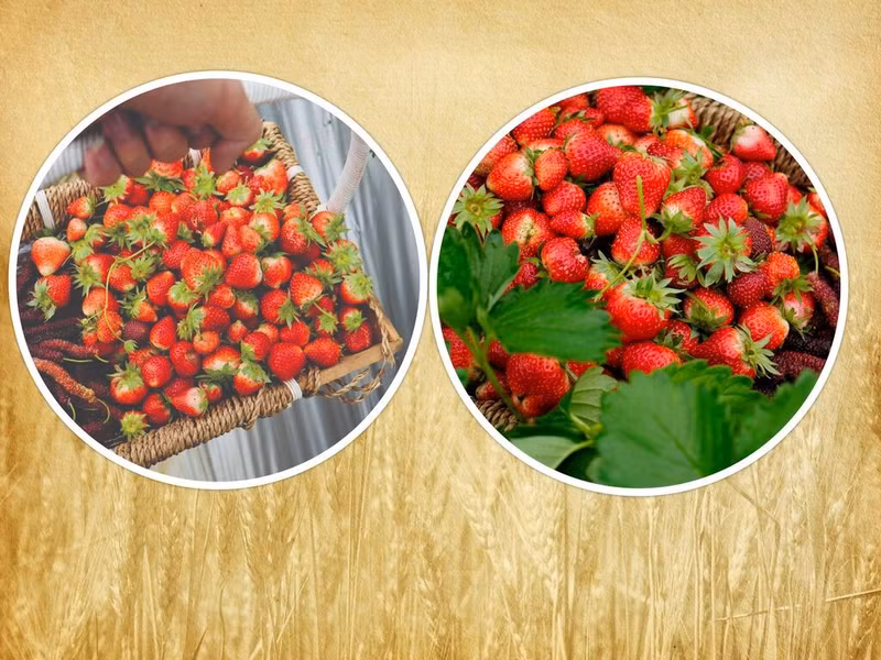 Paniers de fraises fraîchements cueillies.