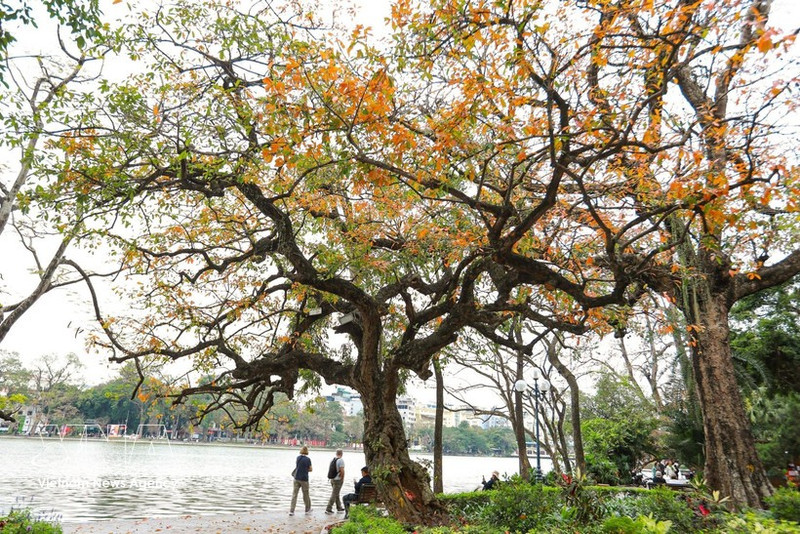 Les teintes dorées des feuilles du Barringtonia acutangula au bord du lac Hoan Kiem. Photo : VNA.