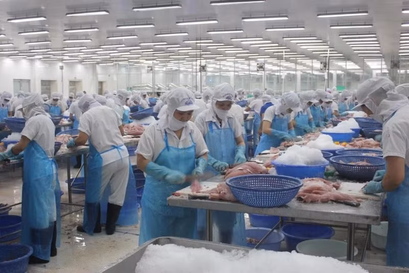 pangasius-societee-aquatique-an-giang-vasep.jpg