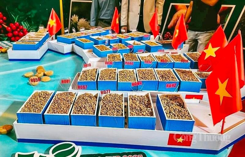 Le café Robusta de haute qualité (Fine Robusta) de Gia Lai s'impose progressivement grâce à sa saveur unique et à sa qualité constante. Photo : baocongthuong.