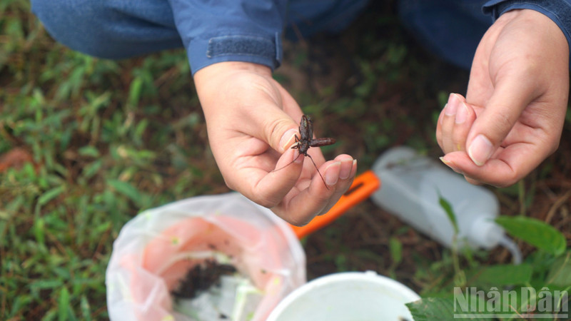 Un des insectes collectés par les entomologistes à l’aide des pièges. Photo : NDEL.