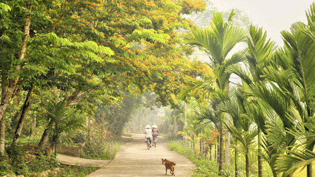 La saison des fleurs de « sua » jaunes dans le pays de Quang ảnh 5 La saison des fleurs de « sua » jaunes dans le pays de Quang ảnh 5