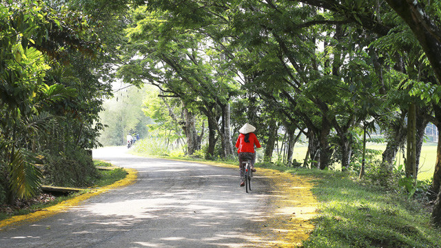 La saison des fleurs de « sua » jaunes dans le pays de Quang ảnh 2 La saison des fleurs de « sua » jaunes dans le pays de Quang ảnh 2