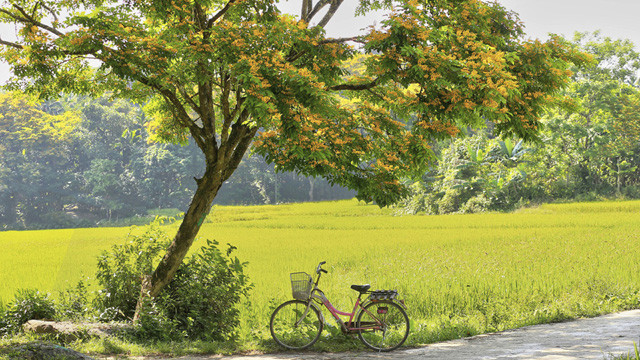 La saison des fleurs de « sua » jaunes dans le pays de Quang ảnh 3 La saison des fleurs de « sua » jaunes dans le pays de Quang ảnh 3
