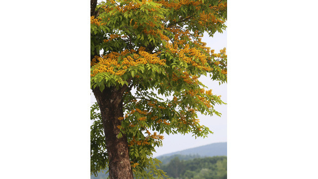 La saison des fleurs de « sua » jaunes dans le pays de Quang ảnh 7 La saison des fleurs de « sua » jaunes dans le pays de Quang ảnh 7