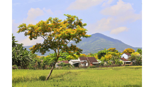 La saison des fleurs de « sua » jaunes dans le pays de Quang ảnh 8 La saison des fleurs de « sua » jaunes dans le pays de Quang ảnh 8