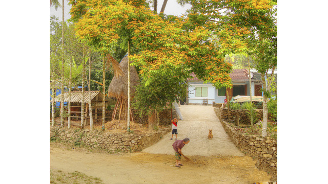 La saison des fleurs de « sua » jaunes dans le pays de Quang ảnh 4 La saison des fleurs de « sua » jaunes dans le pays de Quang ảnh 4