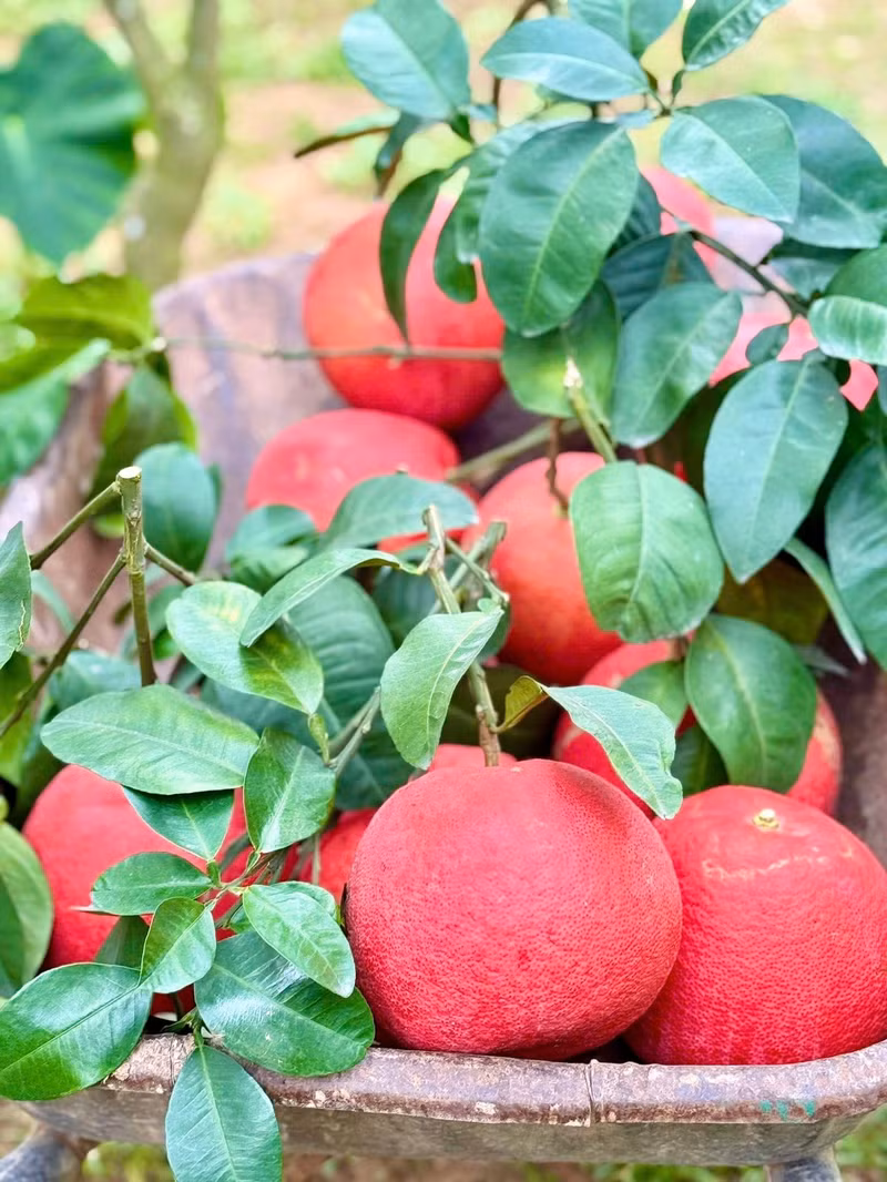 Cette année, malgré un climat instable et de nombreuses tempêtes, l’expérience des cultivateurs a permis d’obtenir des fruits à l’aspect toujours soigné.