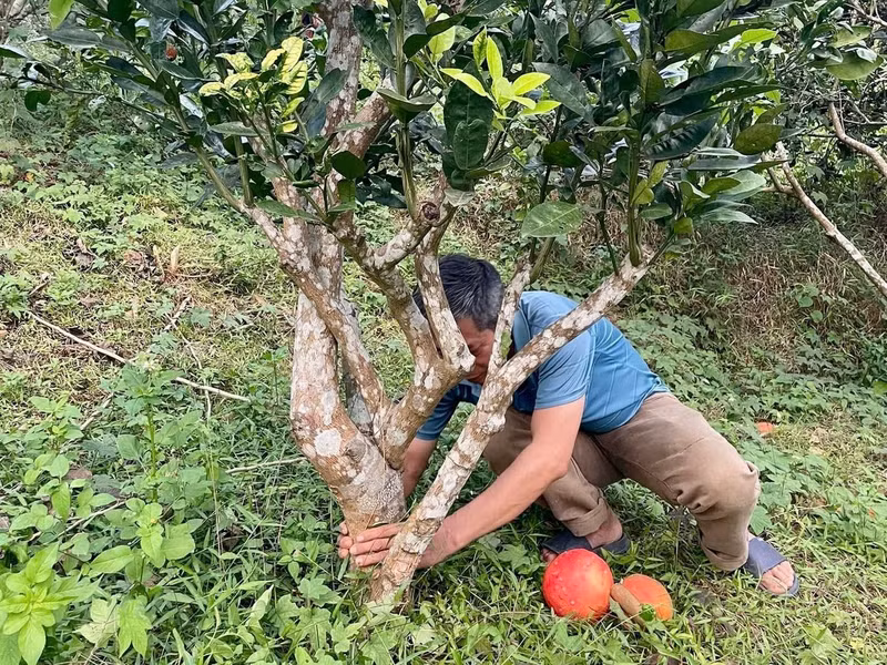 Outre la vente des fruits, la famille de M. Tu se consacre aussi à la multiplication des plants, au semis et au marcottage à partir des arbres-mères. « Préserver une variété précieuse ne peut se faire à la légère. Il faut de la patience, depuis la sélection des arbres-mères, le soin du sol et de l’eau, jusqu’à la nouaison », explique-t-il.