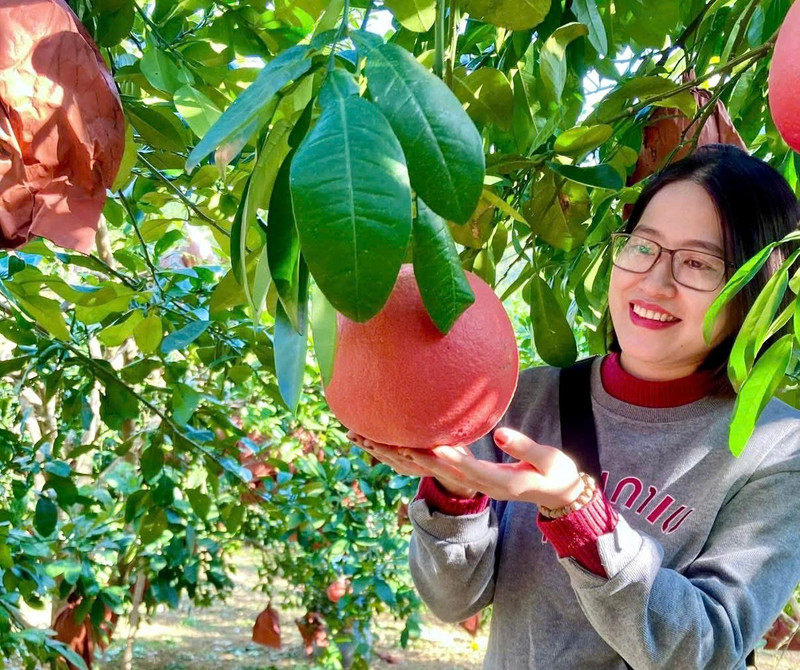 L’éclat des pamplemousses rouges “réservés aux rois” à l’approche du Têt 