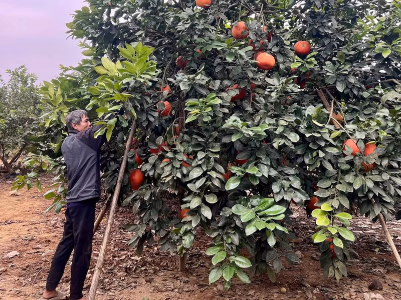 Ces jours-ci, le long des routes du village de Luan Van, on voit partout des pamplemousses rouges soigneusement enveloppés de papier, suspendus aux branches dans de vastes vergers, en attente de la récolte.