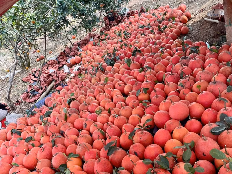 Au-delà de leur bel aspect, les segments internes arborent une couleur rouge rosée naturelle, réunissant pleinement « couleur, parfum et saveur ». C’est cette qualité qui valut jadis aux pamplemousses de Luan Van d’être choisis comme offrandes impériales lors des grandes cérémonies.
