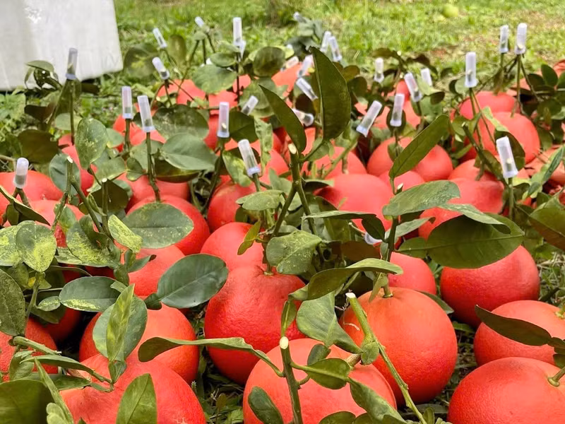 Selon les cultivateurs chevronnés du village, le pamplemousse de Luan Van commence à produire après quatre ans ; il fleurit aux deuxième et troisième mois du calendrier lunaire et n’est récolté qu’en fin d’année. Les jeunes fruits sont vert vif ; vers la mi-dixième mois lunaire, ils prennent une teinte rougeâtre ; à maturité, leur peau devient rouge sombre comme du velours et exhale un léger parfum. Les quartiers sont juteux et d’une douceur délicate. Chaque arbre donne en moyenne 40 à 50 fruits par saison, pesant chacun d’environ 500 grammes à plus d’un kilogramme.