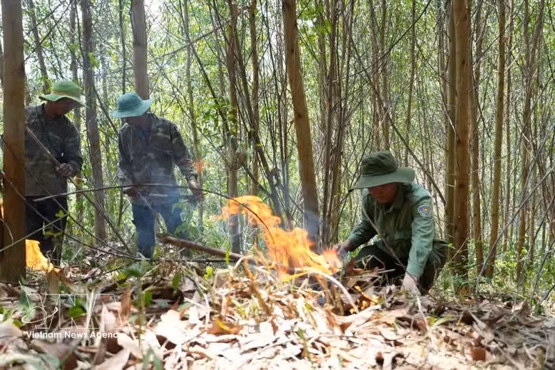 Le brûlage des sous-bois contribue à réduire le risque d'incendies de forêt pendant la période de sécheresse la plus intense. Photo : Tuan Anh – VNA.