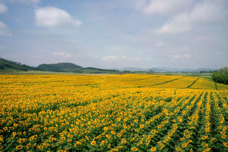 Les tournesols y sont cultivés depuis une dizaine d’années. Initialement destinés à l’alimentation des vaches laitières, les champs ont ensuite été ouverts aux visiteurs.