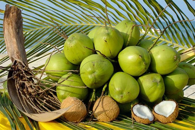 L'ascension de la noix de coco vietnamienne sur le marché mondial : entre enjeux et opportunités