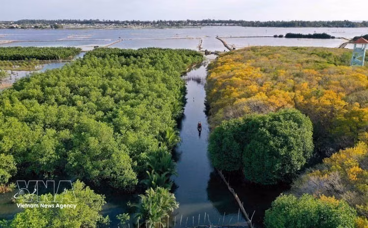 La forêt de mangroves de Ru Cha. Photo: VNA.