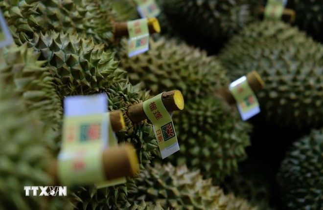Les durians sont soigneusement triés avant d'être emballés pour l'exportation vers la Chine. Photo : Nguyen Dung/VNA.