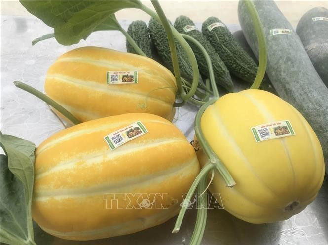 Des melons sont étiquetés avec des étiquettes de traçabilité des produits au magasin de produits agricoles Song Van, à Ninh Binh, dans la province du même nom. Photo : Thuy Dung/VNA.