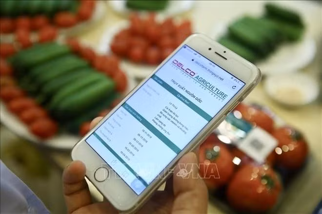 Lorsqu'un utilisateur scanne le code QR du produit, son téléphone affiche une notification permettant de récupérer des informations sur l'origine du produit. Photo: VNA
