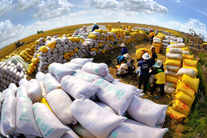 Récolte du riz à Tam Nong (province de Dong Thap). Le statut de « cuisine du monde » pourrait conférer au Vietnam un véritable « pouvoir doux ». Photo: Nhandan