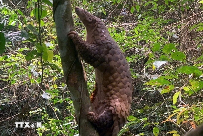 Un pangolin de Java. Photo : VNA.