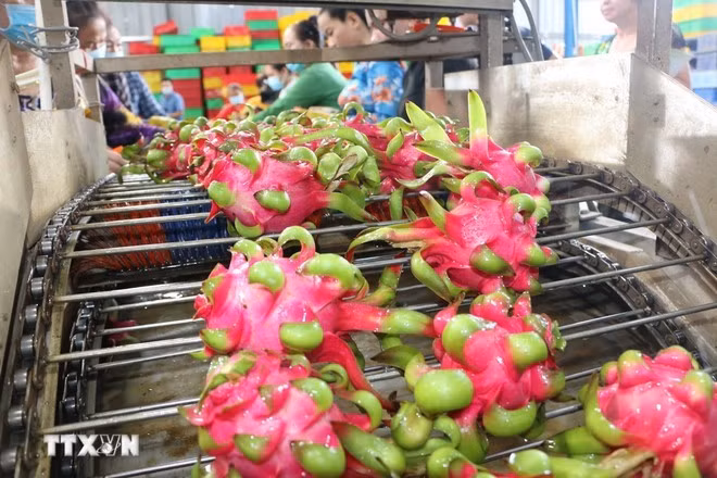 Chaîne de nettoyage des pitayas destinés à l’exportation. Photo: VNA