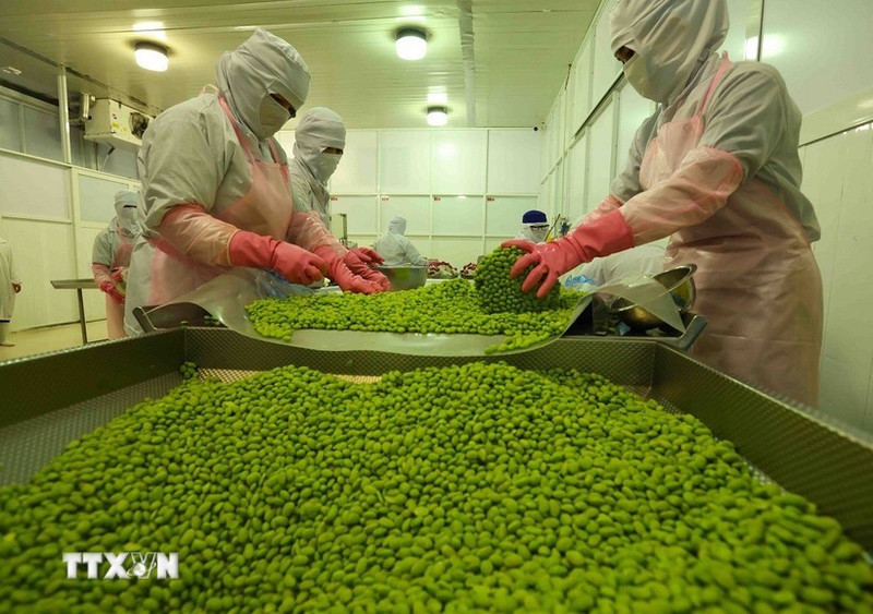 Les exportations de fruits et légumes ont dépassé 6,11 milliards de dollars en neuf mois de 2025. Photo: VNA.