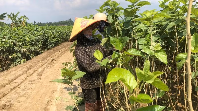 Les agriculteurs de la commune de Quy Mong, province de Lao Cai, restaurent leurs plantations de mûriers après les inondations.
