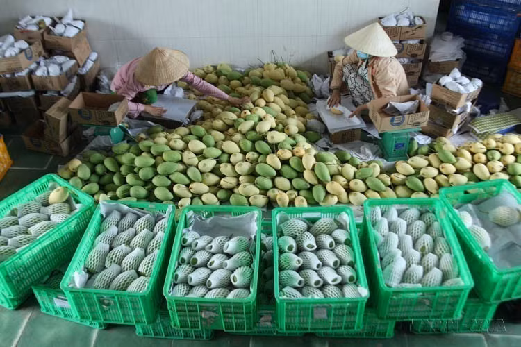 Des mangues de l’encienne province de Dong Thap exportées vers la Nouvelle-Zélande. Photo : VNA.
