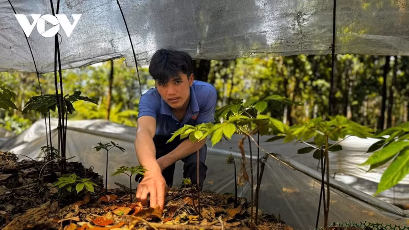 Chaque plant de ginseng, soigneusement entretenu par les habitants depuis de nombreuses années, se dresse avec vigueur en accumulant des nutriments.