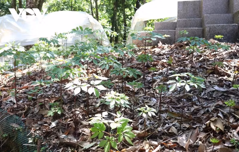 Les rayons du soleil traversent les strates de végétation et éclairent les plants de ginseng, soulignant le vert de chaque limbe.