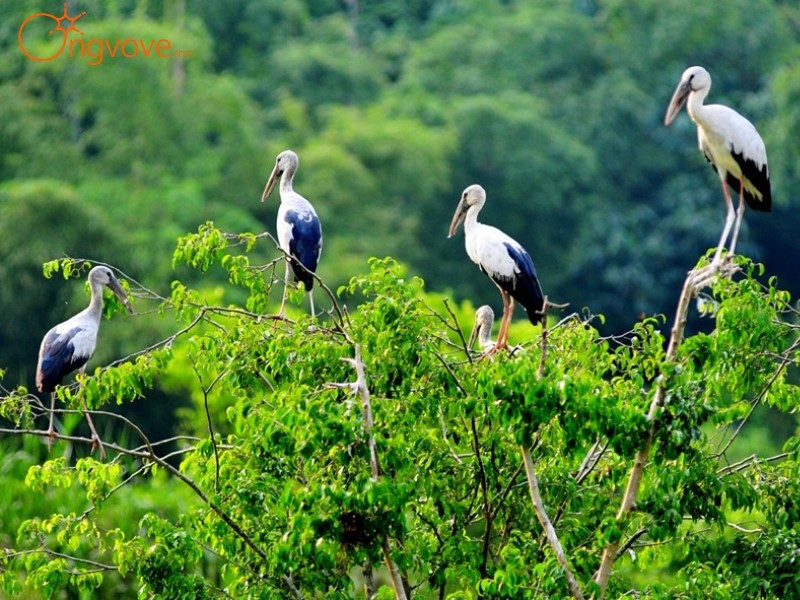 Thung Nham – Thung Chim, le royaume des oiseaux au cœur du site de Trang An, Ninh Binh