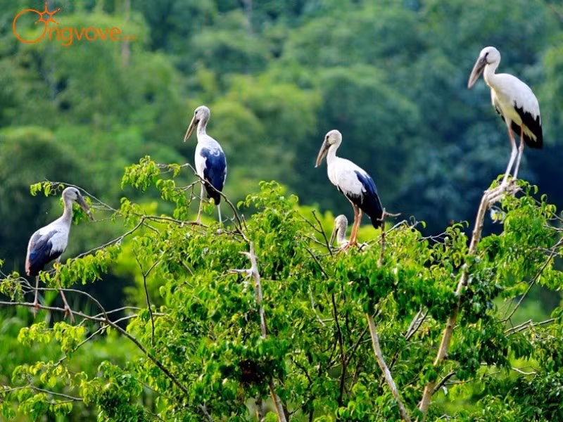 Thung Nham – Thung Chim, le royaume des oiseaux au cœur du site de Trang An, Ninh Binh