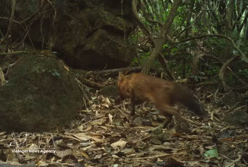 Première réapparition du dhole en milieu naturel depuis plus de 20 ans au Vietnam. Photo: VNA