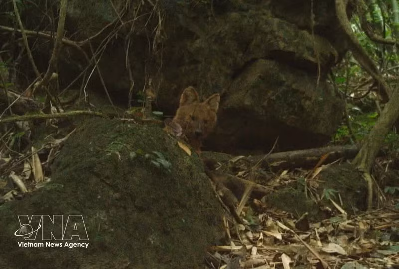 Première réapparition du dhole en milieu naturel depuis plus de 20 ans au Vietnam. Photo : VNA.