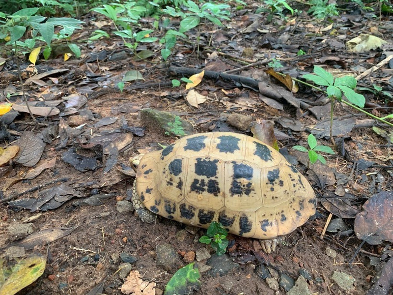 La tortue à tête jaune est inscrite dans le Livre rouge du Vietnam et sur la liste des espèces menacées de l’Union internationale pour la conservation de la nature (UICN). Photo : VNA.