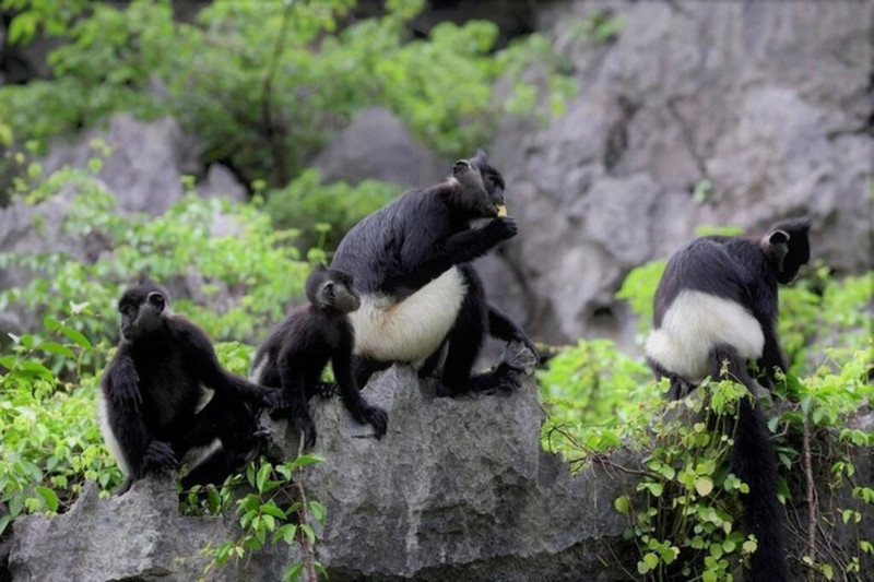 À la rescousse du langur de Delacour.