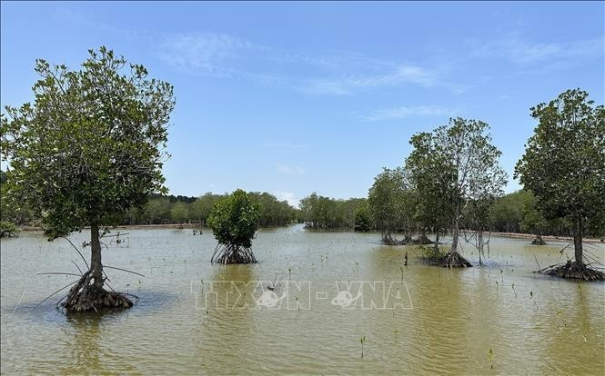 Une zone de mangrove restaurée dans la commune de Vinh Hau, province de Ca Mau. Photo : VNA.