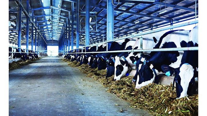  La filière laitière vietnamienne face à une opportunité en or de faire une percée