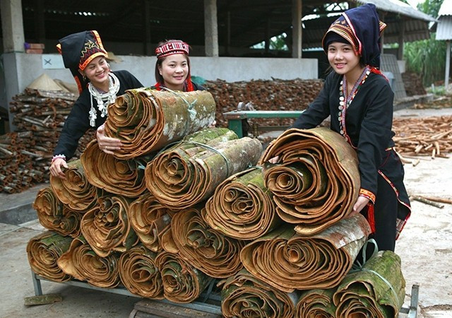 Người dân xã Đại Sơn, huyện Văn Yên thu hoạch vỏ quế. Photo: Nhandan