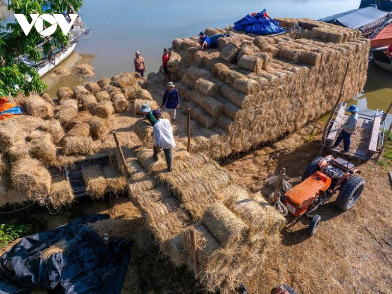 Le marché de paille de Ba Lai (Vinh Long) entre dans sa période d’activité la plus intense de l’année