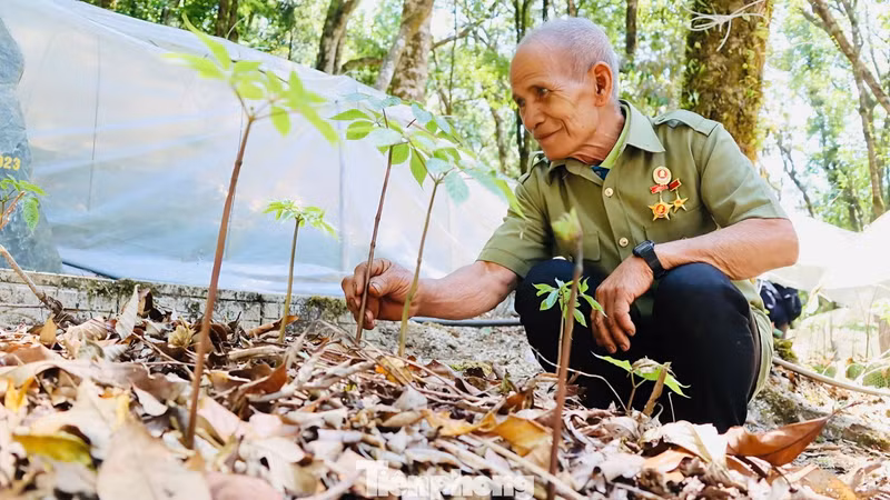 Monsieur A Duc (résidant au hameau de Dak Vien, commune de Mang Ri) partage que la phase d'« éveil » du ginseng est la plus importante de l'année.