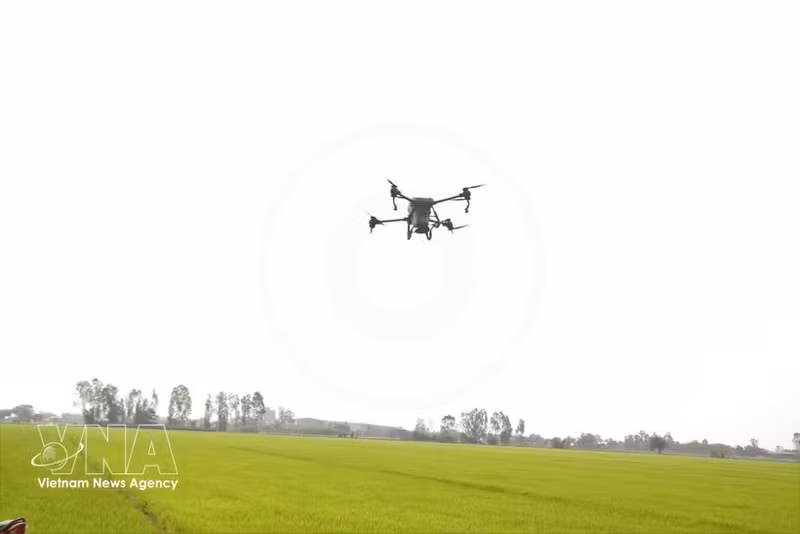 Un drone effectue une opération d'épandage d'engrais dans un champ. Photo : VNA.