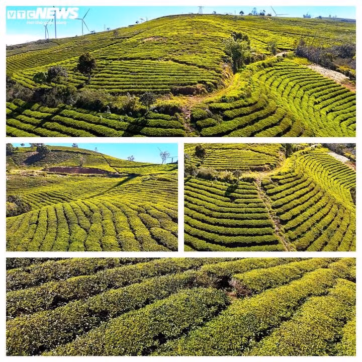 Au-delà de son rôle de zone de production, la plantation de Cau Dat est également liée à la vie de plusieurs générations d’ouvriers. Aujourd’hui, pour diverses raisons, la superficie cultivée a diminué à environ 230 hectares, comprenant principalement du thé vert TB14, du thé noir et environ 30 hectares de thé Oolong originaire de Taiwan.