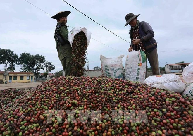 Les ventes de café au plus haut tirées par la demande de l’UE et des États-Unis