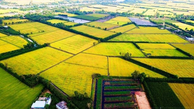Le Vietnam et le Japon renforcent leur coopération dans le cadre du projet d’un million d’hectares de riz à faibles émissions dans le delta du Mékong
