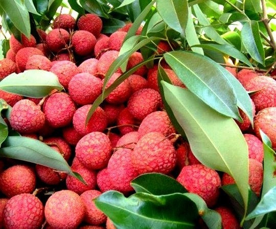 Le Vietnam, deuxième producteur mondial de litchis